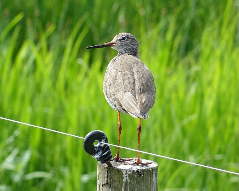 redshank